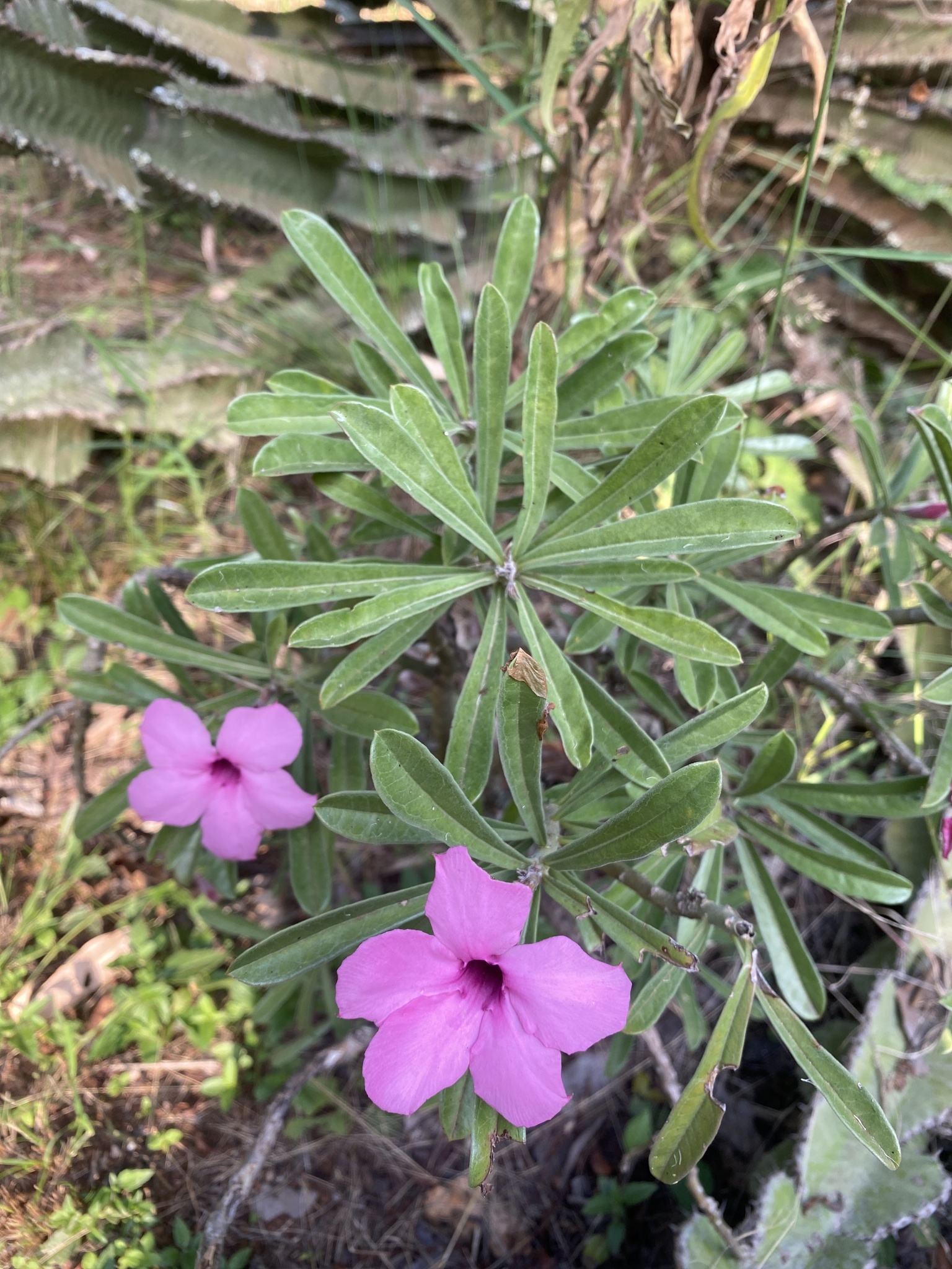 Imagem de Rosa do deserto