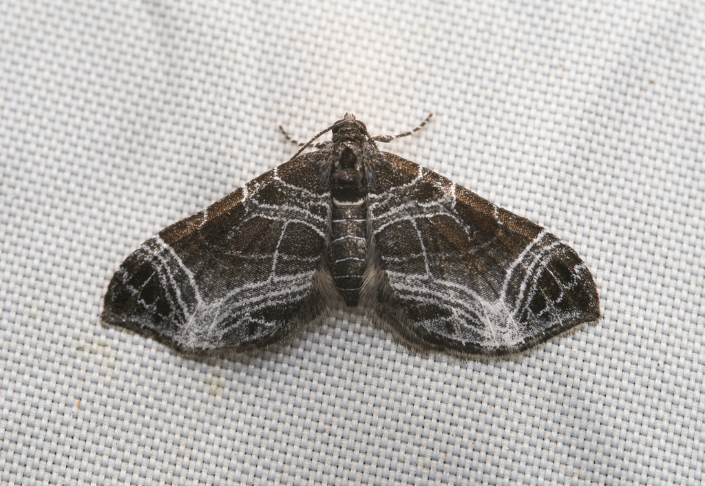 Gagitodes parvaria