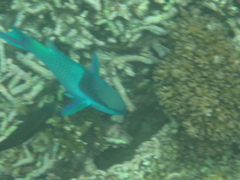Actinopterygii