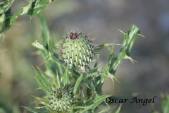 Cirsium ochrocentrum