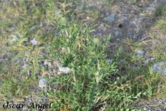 Cirsium ochrocentrum