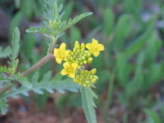 Rorippa sinuata