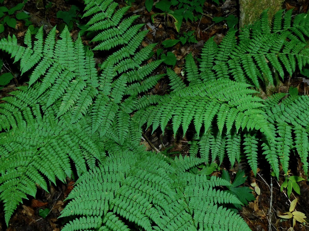 Intermediate wood fern