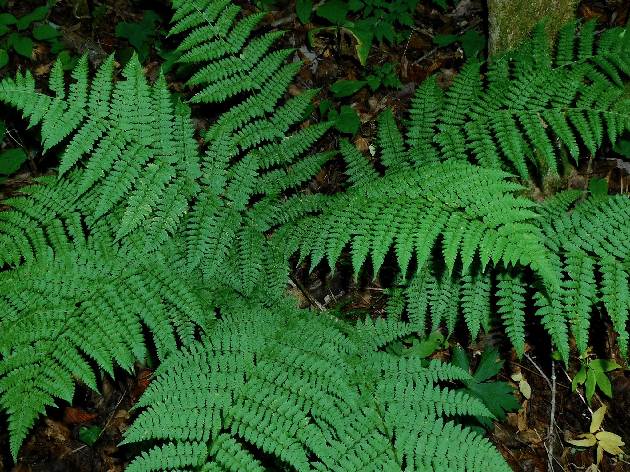 Dryopteris intermedia