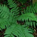 Intermediate Wood Fern - Photo (c) Michael J. Papay, some rights reserved (CC BY), uploaded by Michael J. Papay