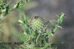 Cirsium ochrocentrum