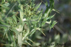Cirsium ochrocentrum