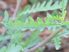Rorippa sinuata