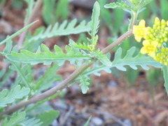 Rorippa sinuata