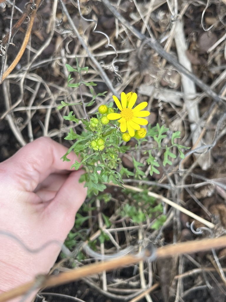 Great Plains Ragwort from N McDonald St, McKinney, TX, US on February ...