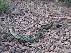 Lampropeltis splendida