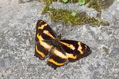 Symbrenthia hypselis