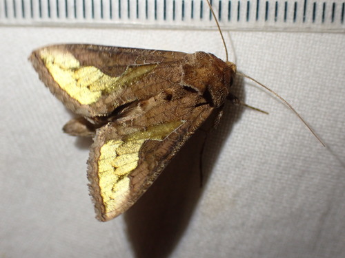 Slender Burnished Brass