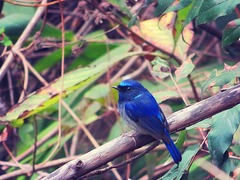 Niltava macgrigoriae