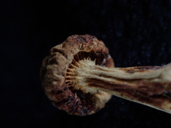 Media resource of Gymnopilus amarissimus