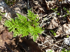 Chaerophyllum prescottii