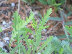 Rorippa sinuata