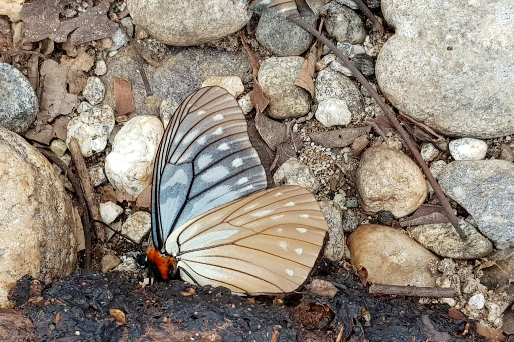 Sikkim Freak Butterfly