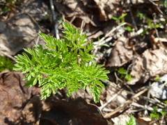 Chaerophyllum prescottii