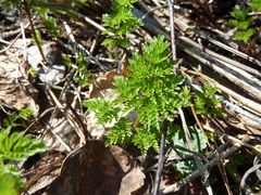 Chaerophyllum prescottii