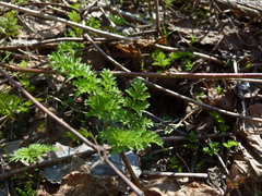 Chaerophyllum prescottii