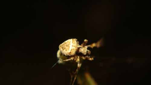 Abandoned-web Orb-weaver photo 4
