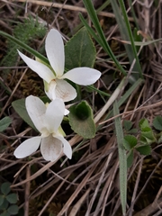 Viola alba