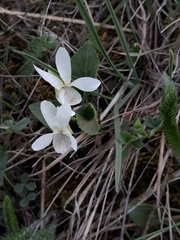 Viola alba