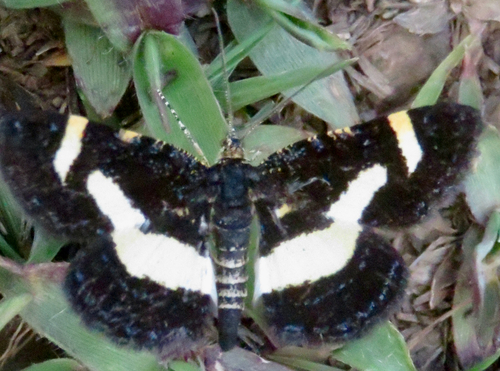 Rare Spring Moth photo 5