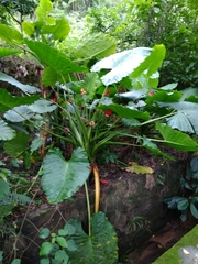 Alocasia macrorrhizos