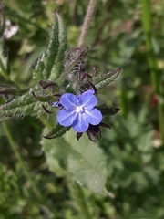 Anchusa arvensis