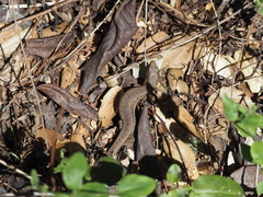 Elgaria coerulea coerulea