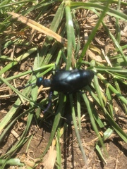 Meloe proscarabaeus