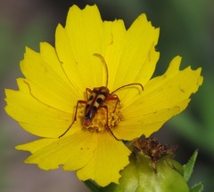 Strangalia virilis