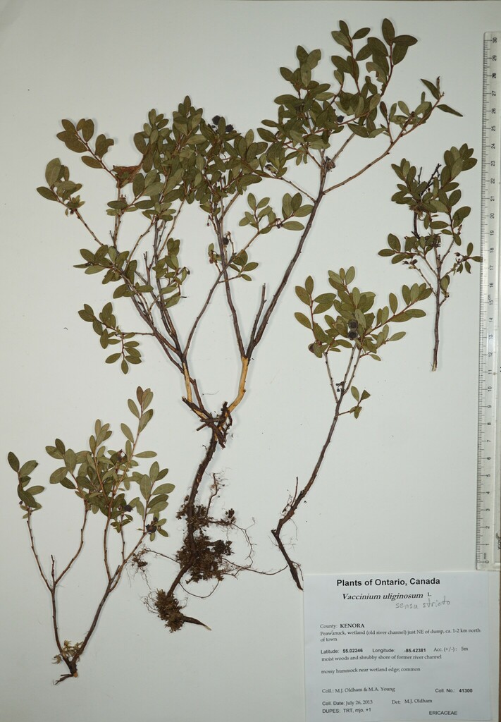 Vaccinium uliginosum uliginosum from Canada, Ontario, KENORA County