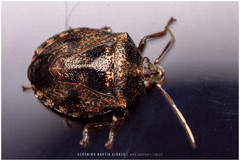 Antiteuchus mixtus