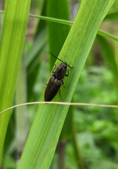 Agriotes fuscicollis