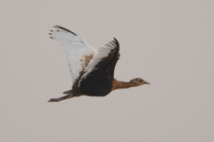 Bengal Florican photo 5