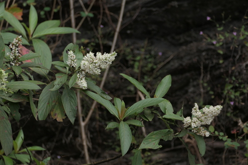 Wendlandia thyrsoidea, 2024-01-18
