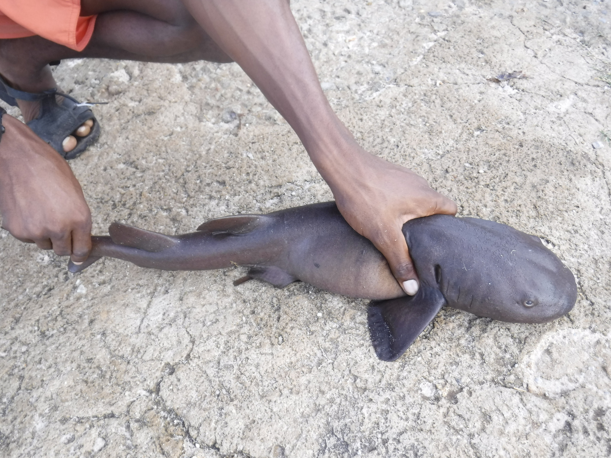 Short-tail Nurse Shark (Pseudoginglymostoma brevicaudatum) · iNaturalist, image size:2048x1536