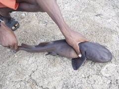 Short-Tail Nurse Shark photo 3