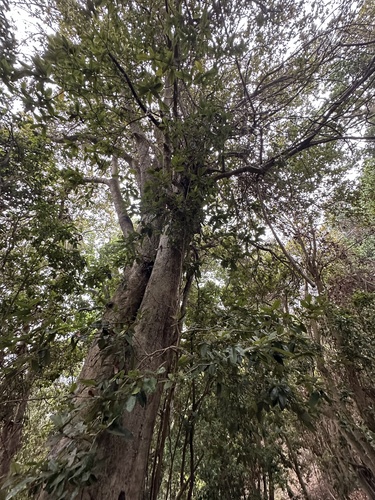 Olivillo (Aextoxicon punctatum)
