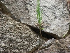 Squamata