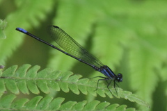 Argia oculata image