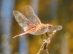 Tramea darwini