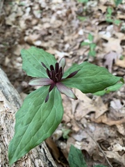 Trillium stamineum