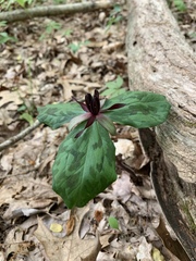 Trillium stamineum