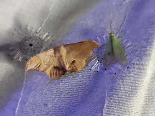 Patalene asychisaria