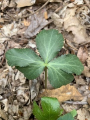 Sanicula smallii