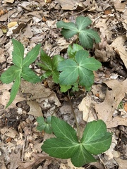Sanicula smallii